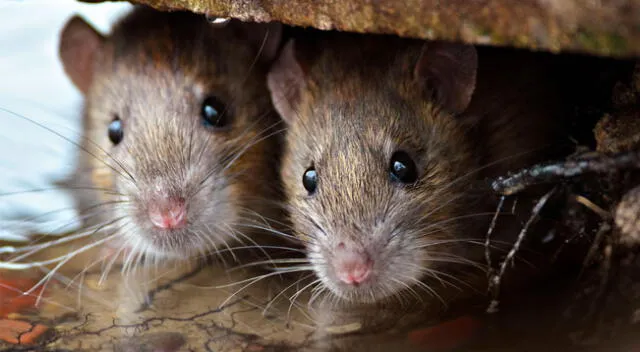 Soñar con ratas suele ser un mal presagio y están relacionadas con futuros problemas.