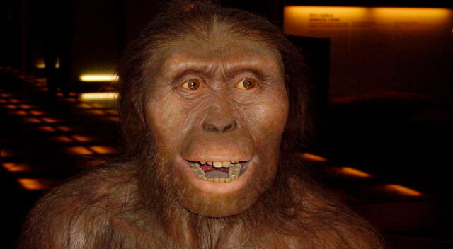 Según National Geographic, Lucy, la Australopithecus, murió al caerse de un árbol.