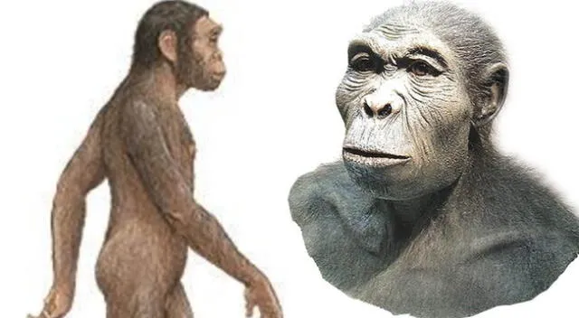 Homo Habilis, todo lo que debes saber