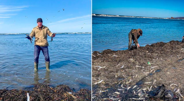 Una gran multitud de peces arenques aparecieron en una playa del suroeste de la isla rusa de Sajalín.