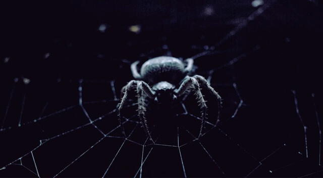 Si sueñas que una araña pica a otra persona, significa cometiste un error .