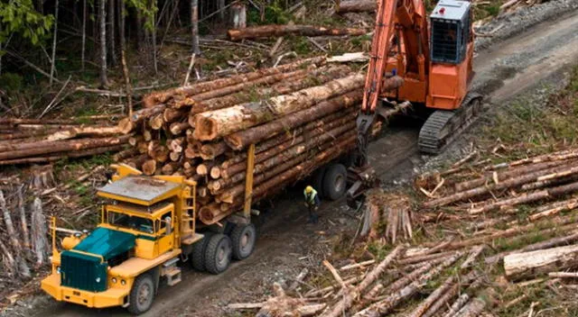 La Unión Europea (UE), en su conjunto, es el segundo mayor importador de deforestación en 2017, con un 16 %.