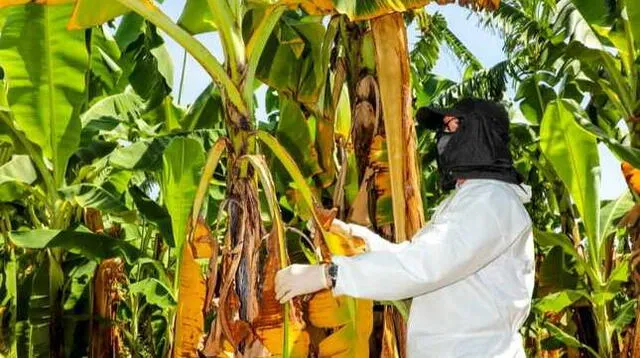 Plaga aparecida en Piura se encuentra siendo vigilada de cerca por el Senasa.