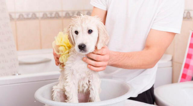 Aprende cómo combatir el mal olor de las mascotas.