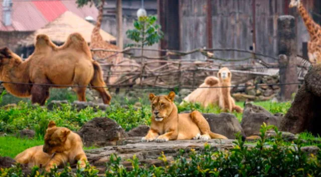 El descubrimiento fue detectado tras un examen de saliva a los leones.