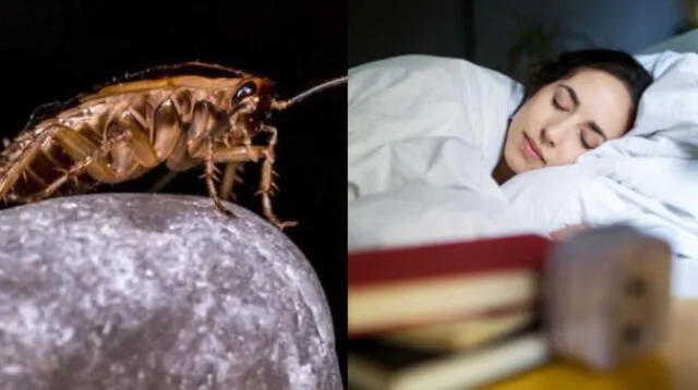 Interpretación de sueños: ¿Qué significa soñar que matamos cucarachas?
