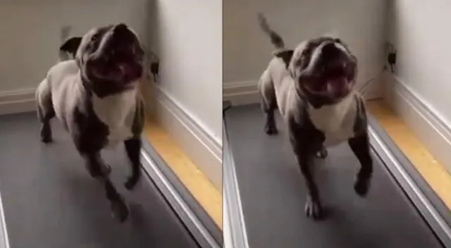 Peculiar video del perro se viralizó en las redes sociales.