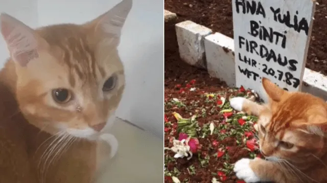 Youtube viral: gato visitó la tumba de su dueña y rompió en llanto frente a la mirada de sus familiares fotos.