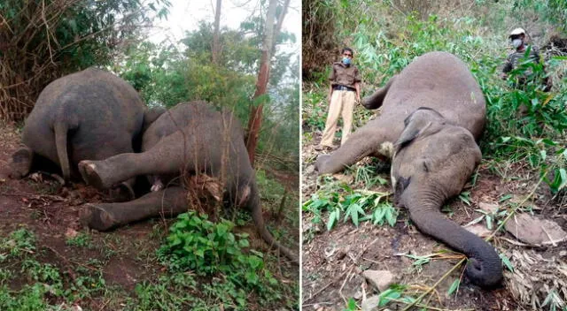 Las autoridades han iniciado el recojo de los cuerpos de los 22 elefantes.