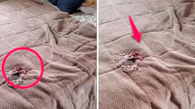 Olivia Longstaff llegó a su hogar y oyó un ruido extraño. Subió a su habitación y encontró el nido de roedores en su cama.
