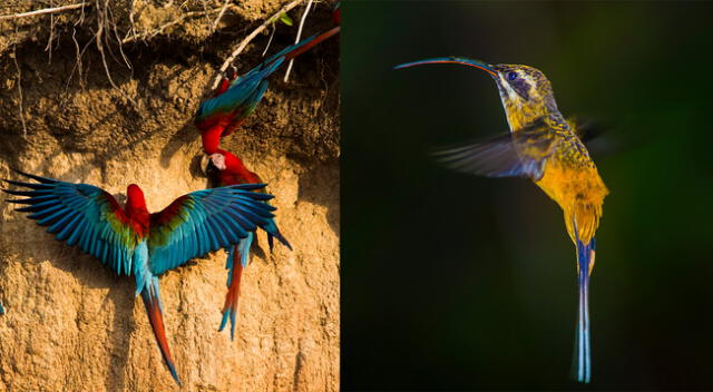 Destinos preferidos de registro de aves fueron áreas naturales protegidas.