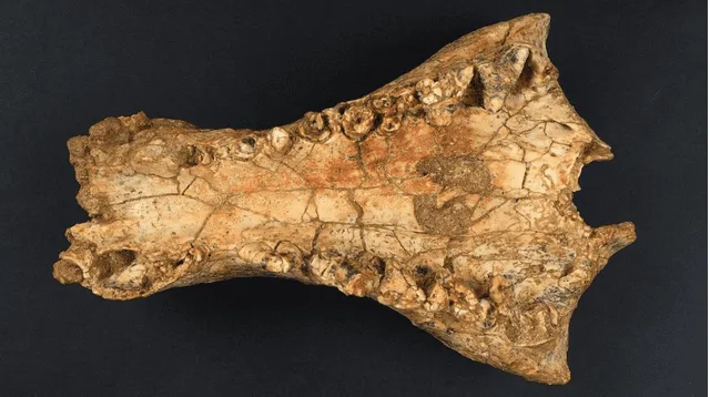 fósil del cocodrilo hallado en Australia