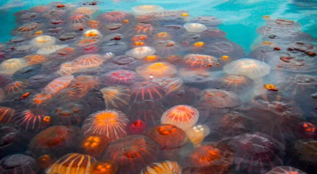 Proliferación de medusas en el Callao
