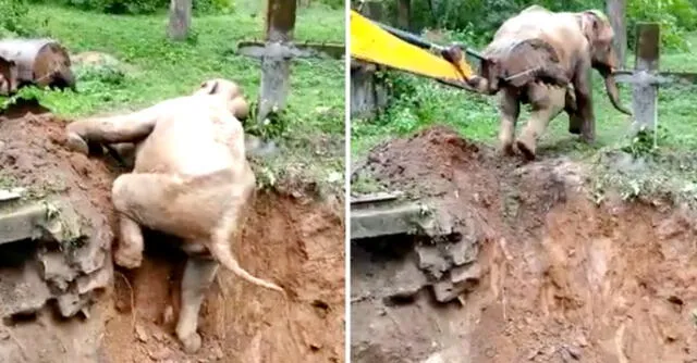 Según se aprecia en el clip el elefante parece expresar agradecimiento con su trompita a la excavadora que lo ayudo después de que fallara en sus intentos.