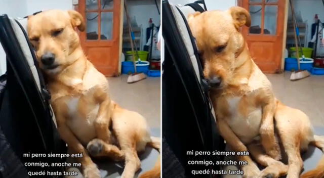 El perrito no pudo contener el sueño y se quedó dormido.