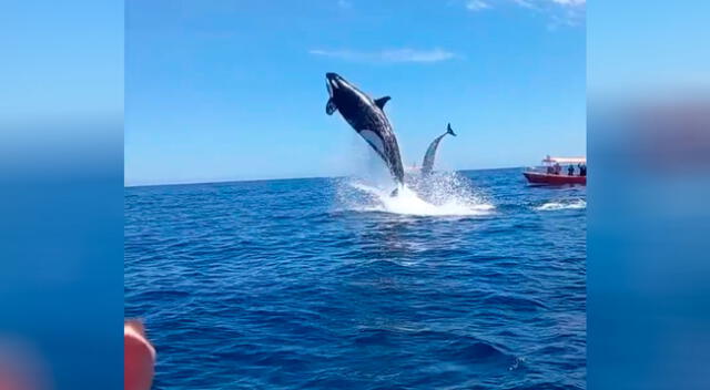 Orca sale del agua y golpea a un delfín