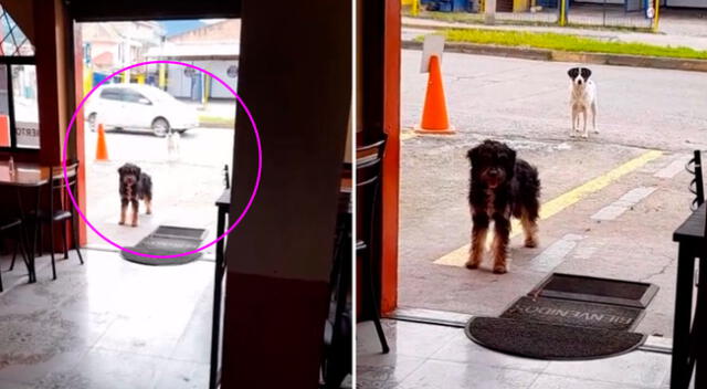 La conmovedora historia del perrito y su amigo se hizo viral en Internet.