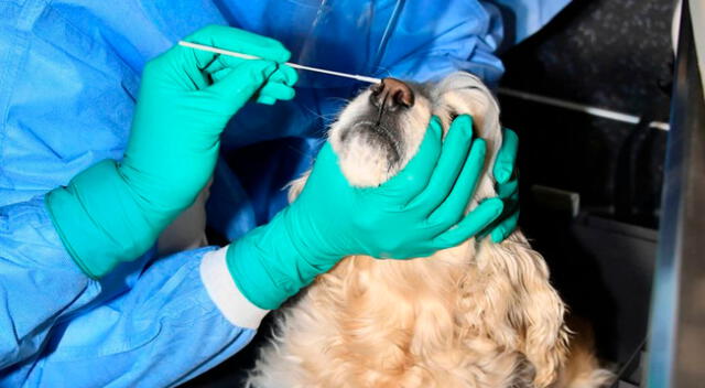 El perro fue sometido a una prueba PCR nasal y rectal.