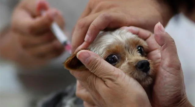 Las autoridades rusas han comenzado a vacunar a los perros y gatos.