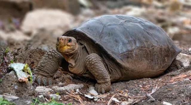 Las poblaciones de tortugas gigantes han sido devastadas tanto por la caza como por las erupciones volcánicas.