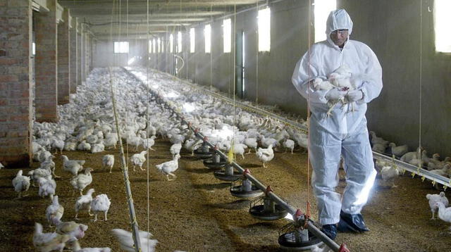 China: confirman el primer caso mundial de la gripe aviar H10N3 en humanos