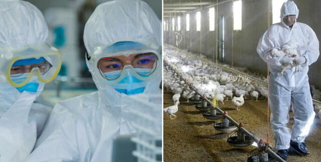 Gripe aviar H10N3: conoce qué es y cómo se contagia en humanos este nuevo patógeno detectado en China.