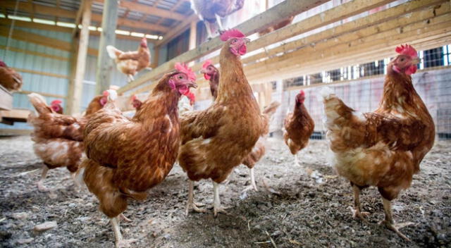 Gripe aviar H10N3: ¿será peligrosa? conoce todos los detalles del nuevo virus de China
