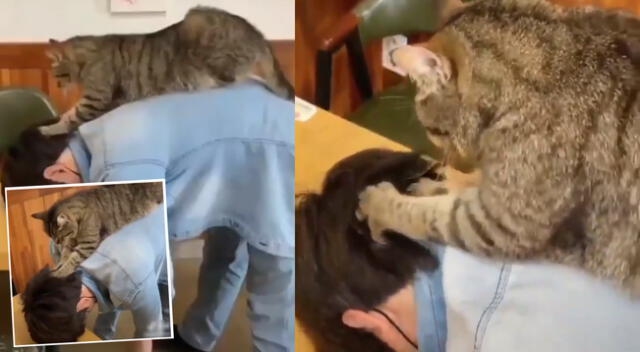 Peculiar video del gato se viralizó en las redes sociales.