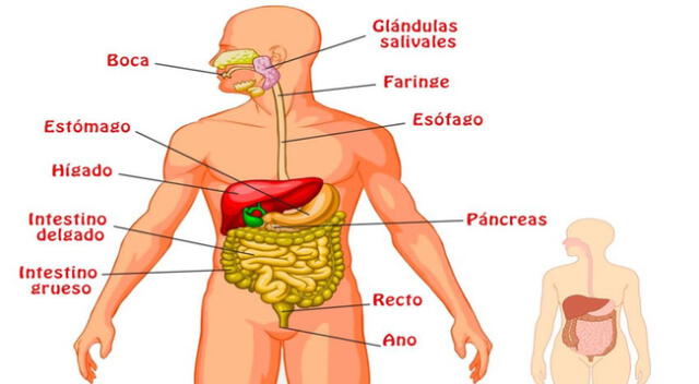 Es el conjunto de órganos que realizan la digestión de los alimentos que ingerimos.