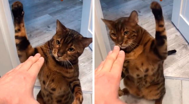 El talento del gatito ha asombrado a todos en TikTok