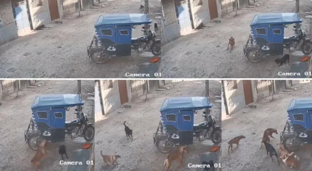 Peculiar video de los perros se hizo viral en las redes sociales.