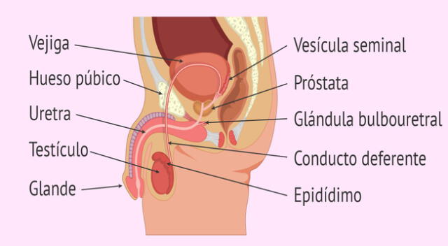 El Sistema reproductor masculino y sus partes.