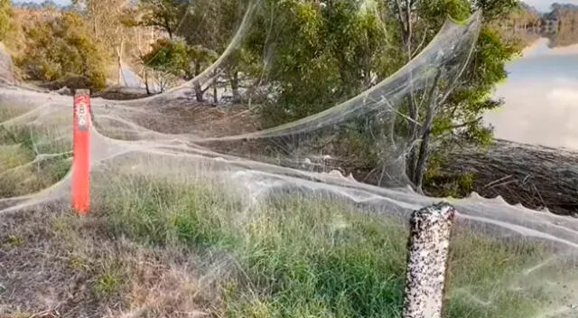 Miles de arañas y sus telas cubrieron un territorio en Australia tras una tempestad.