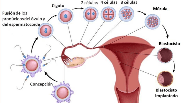 Para crear un nuevo ser, el espermatozoide (célula masculina) debe fecundar al óvulo (célula femenina).