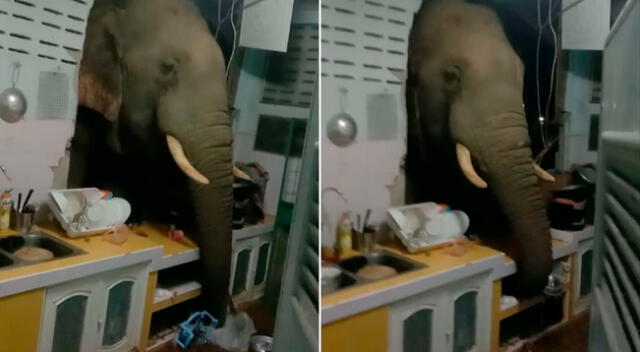 El elefante buscó comida con su trompa.