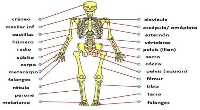Aprende sobre la función vital del sistema esquelético y maravíllate con la asombrosa estructura que compone el esqueleto humano.
