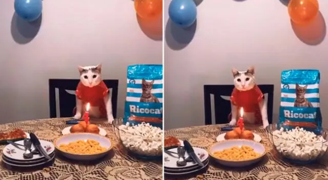 El gatito celebró su cumpleaños en compañía de su familia.