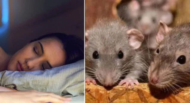 ¿Qué significa soñar con ratas vivas y grandes? ¿problemas familiares?