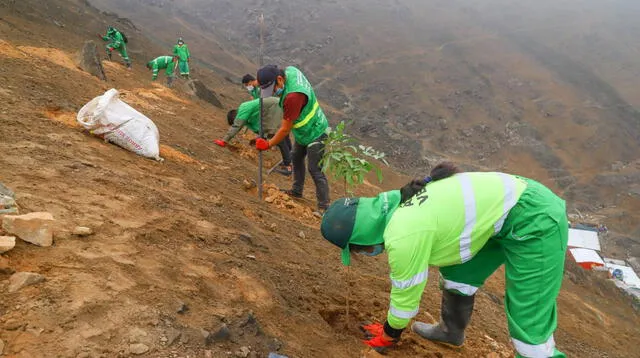 plantan 500 árboles en los cerros del El Agustino