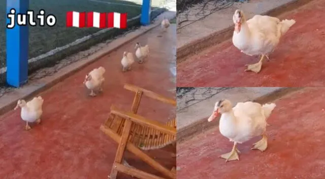 Peculiar video de los patos se hizo viral en las redes sociales.