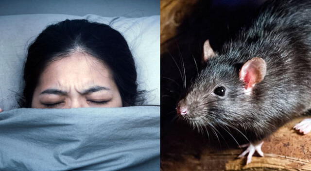 Conoce el significado de soñar con ratas vivas y muertas.