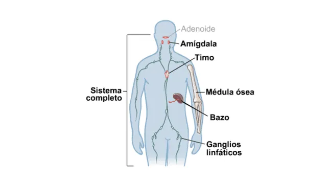 Sus funciones intervienen en el sistema inmunológico.