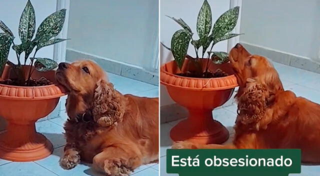 El cachorro no se separa de la planta.
