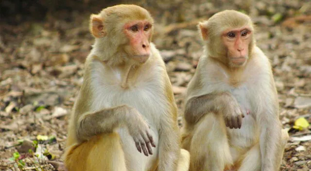 El veterinario se contagió después de disecar dos monos muertos a inicios de marzo, según medios estatales.