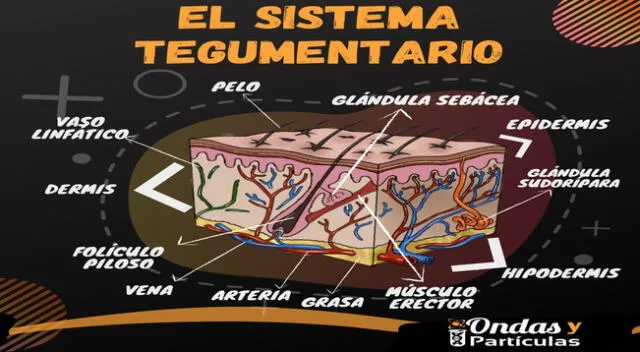 El sistema tegumentario está compuesto por la piel.