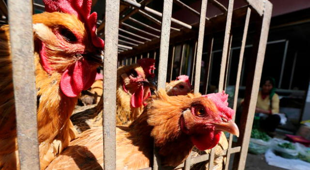 Brote de gripe aviar en medio de la batalla contra el coronavirus en India.
