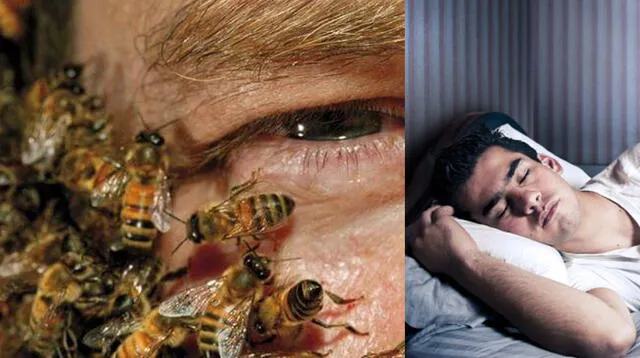 Conoce el significado de soñar con abejas que te pican.