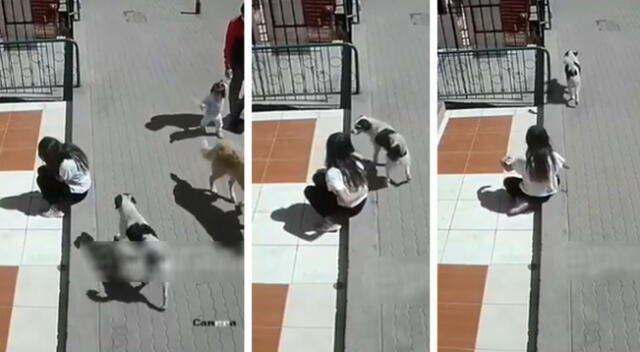 Peculiar video de la joven y el perro se hizo viral en las redes sociales.
