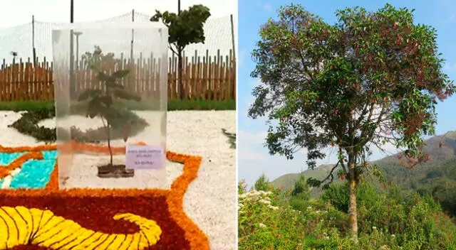 El árbol de la quina es originario de la selva y crece en zonas entre los 1,500 a 3,200 m.s.n.m.