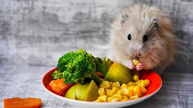 Entérate en qué se basa la alimentación del hámster.